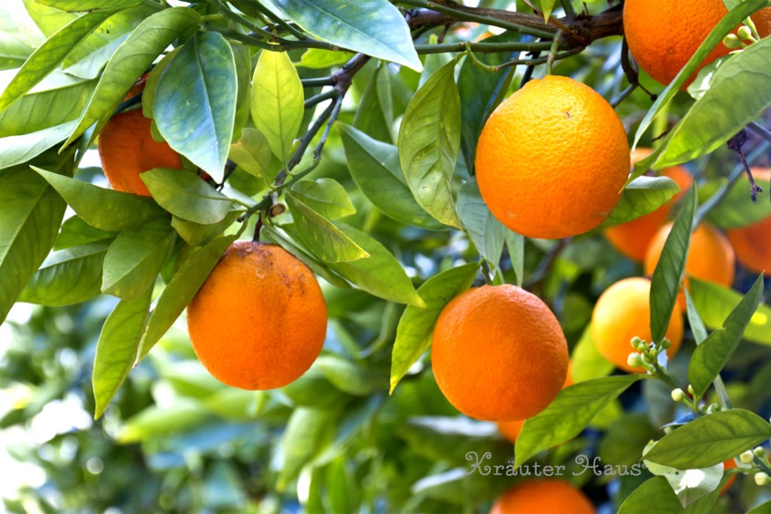 オレンジピール Orange peel - ハーブティー＆スパイス通販のクラウ