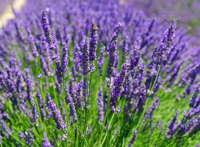 ラベンダー Lavender - ハーブティー＆スパイス通販のクラウター